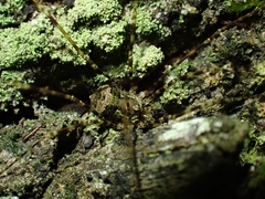 Neopantopsalis pentheter