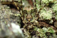 Neopantopsalis pentheter