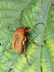 Cosmiomorpha similis