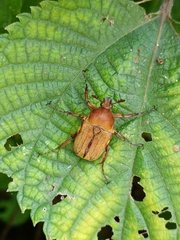 Cosmiomorpha similis