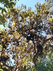 Eucalyptus conferruminata