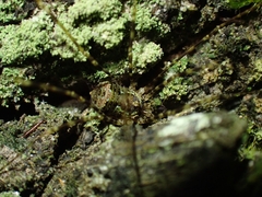Neopantopsalis pentheter