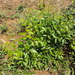 Reissantia indica - Photo (c) Vinayaraj, algunos derechos reservados (CC BY-SA)
