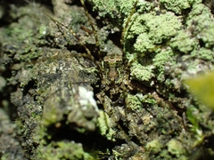 Neopantopsalis pentheter
