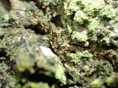 Neopantopsalis pentheter