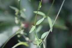Metastelma angustifolium