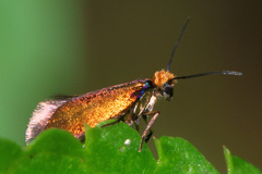 Micropterigidae