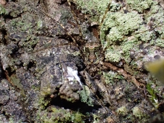 Neopantopsalis pentheter