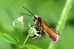 Micropterigidae