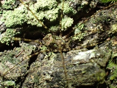 Neopantopsalis pentheter