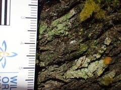 Neopantopsalis pentheter