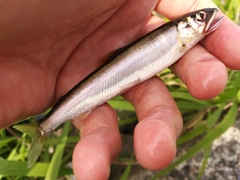 Plecoglossus altivelis