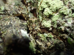 Neopantopsalis pentheter