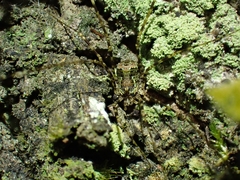 Neopantopsalis pentheter