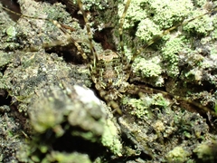 Neopantopsalis pentheter
