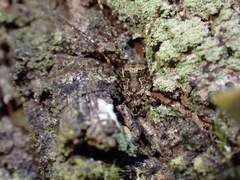 Neopantopsalis pentheter