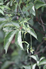 Metastelma angustifolium