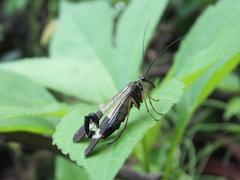 Panorpa japonica