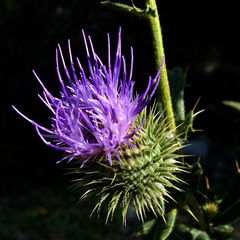 Cirsium ciliatum
