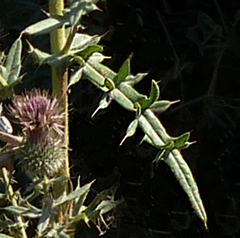 Cirsium ciliatum