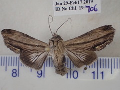 Aegilia describens