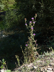 Cirsium ciliatum