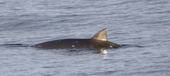 Mesoplodon densirostris