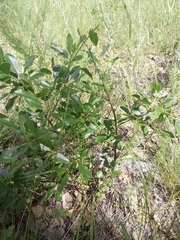 Prunus fruticosa