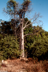 Adansonia madagascariensis