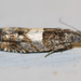 Walker's Epinotia Moth - Photo (c) Larry Clarfeld, some rights reserved (CC BY-NC), uploaded by Larry Clarfeld