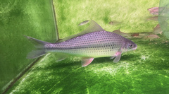 Labiobarbus lineatus
