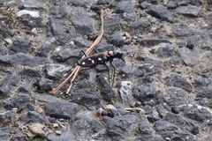 Cosmodela separata