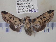Aegilia sundascribens