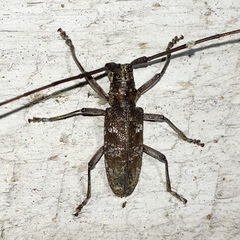 Monochamus titillator