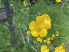 Ranunculus