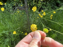 Ranunculus