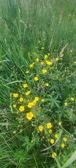 Potentilla chrysantha