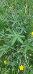 Potentilla chrysantha