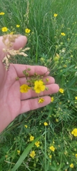 Potentilla chrysantha