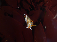 Diaphoreolis lagunae