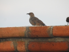 Toxostoma curvirostre