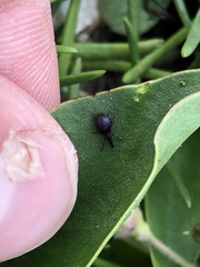 Pseudaplemonus limonii