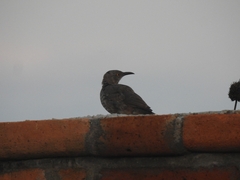 Toxostoma curvirostre