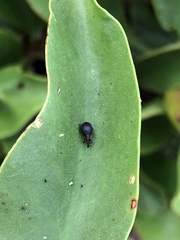 Pseudaplemonus limonii