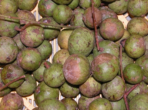 sau (Dracontomelon duperreanum)