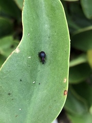 Pseudaplemonus limonii