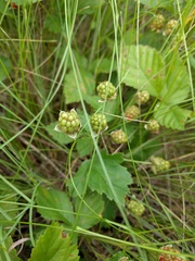 Rubus multifer