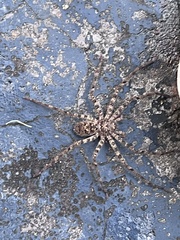 Heteropoda longipes