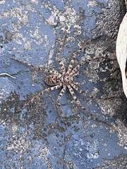 Heteropoda longipes
