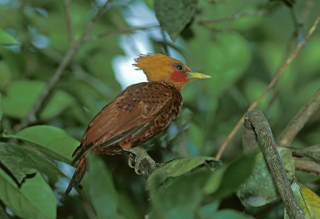 Chestnut-colored Woodpecker (Celeus castaneus) · iNaturalist Guatemala